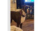 Adopt Kara II a Boxer