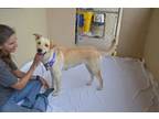 Adopt Carmel a Labrador Retriever