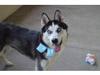 Adopt Ibiza a Husky