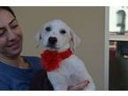 Adopt Maui a Great Pyrenees