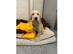 Adopt Rosie a Goldendoodle