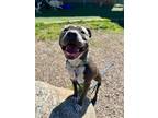 Adopt Moona a Pit Bull Terrier