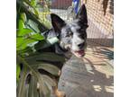 Adopt Whiskey a Australian Cattle Dog / Blue Heeler