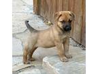Adopt Nesta a Mixed Breed