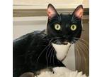 Adopt Tux a Domestic Short Hair