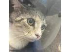 Adopt 20694 a Domestic Short Hair