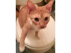 Adopt Clarice a Domestic Short Hair