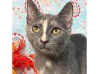 Adopt Sassy a Domestic Short Hair