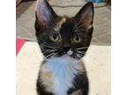 Adopt Keeley a Domestic Short Hair