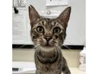 Adopt Queen Charlotte a Domestic Short Hair