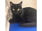 Adopt Mysterie a Domestic Short Hair