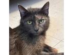 Adopt Lumpy Space Princess a Domestic Short Hair
