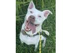 Adopt Riley a Siberian Husky, Pit Bull Terrier