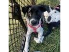 Adopt Zora a Hound