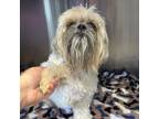 Adopt Maggie a Shih Tzu