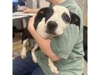 Adopt Princess Bubblegum a Hound, Mixed Breed