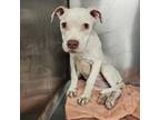 Adopt Sarah Jessica Barker a Pit Bull Terrier, Mixed Breed
