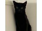 Adopt Lafonda a Domestic Short Hair