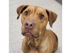 Adopt Tristan Jade a Labrador Retriever