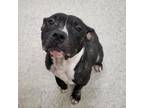 Adopt Lacy a Pit Bull Terrier