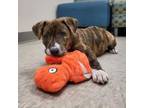 Adopt Nala a Pit Bull Terrier
