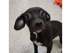 Adopt Flake a Hound