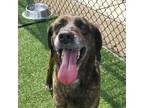 Adopt Tenny a Hound