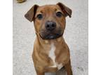 Adopt Lila a Mixed Breed
