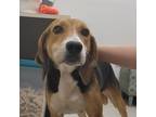 Adopt Poppet a Hound