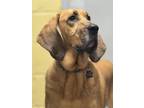 Adopt Maple a Bloodhound, Mixed Breed