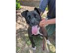 Adopt Batty a Pit Bull Terrier