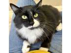 Adopt Cascade a Domestic Short Hair