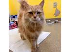 Adopt Tangie a Domestic Medium Hair, Domestic Short Hair