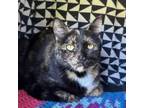 Adopt Irvine a Domestic Short Hair