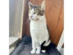 Adopt Sassy a Domestic Short Hair
