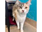 Adopt Prairie Dawn a Domestic Short Hair