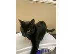 Adopt 69249 a Domestic Short Hair