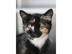 Adopt Peanut Butter a Domestic Short Hair