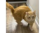 Adopt Sweet Pea - In Foster a Domestic Medium Hair