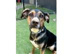 Adopt Cam a Pit Bull Terrier, Shepherd