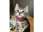 Adopt Josie a Domestic Short Hair