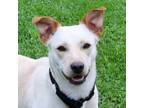 Adopt Jenny a Labrador Retriever, Mixed Breed