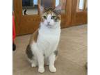 Adopt Aurora a Domestic Short Hair