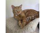 Adopt Diane a Domestic Short Hair
