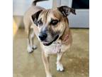 Adopt Arabella a Shepherd, Hound