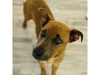 Adopt Fawn a Australian Cattle Dog / Blue Heeler, Mixed Breed