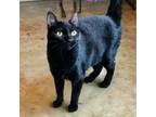 Adopt Meadow a Domestic Short Hair