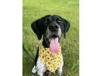 Adopt Ramona a Mixed Breed