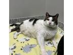 Adopt Lucy a Domestic Short Hair