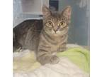 Adopt Beretta a Domestic Short Hair